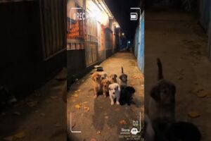 A group of cute puppies