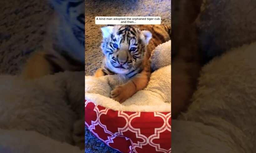 A kind man adopted the orphaned tiger cub and then...