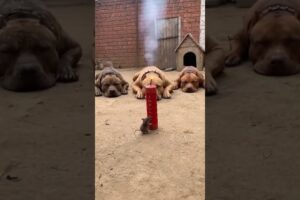 A mouse played a prank on a dog.😂 #animals