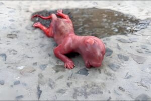 A premature kitten is adopted by surrounding cats.