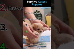 AWWW! Top 5 Cutest Puppies EVER! 🐶(New Sound)