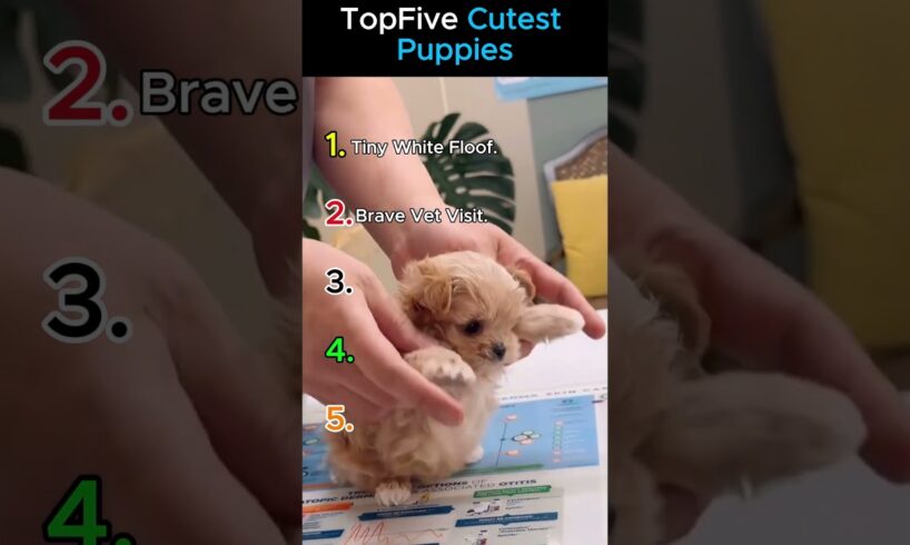 AWWW! Top 5 Cutest Puppies EVER! 🐶(New Sound)