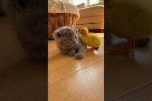 Adorable Kitten Playing With Duckling | Cute Animal Friendship
