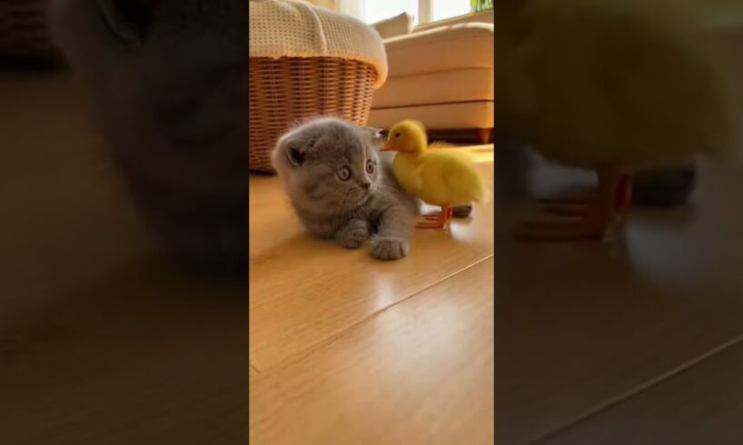 Adorable Kitten Playing With Duckling | Cute Animal Friendship