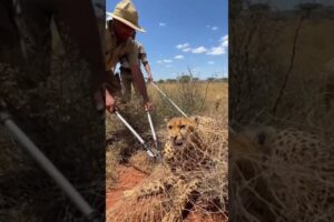 African Rescue Team Saved This Leopard 🐆