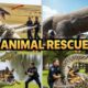 Ai Se Animal Rescue Video Kaise Banaye | How To Create Animal Rescue Video with Ai