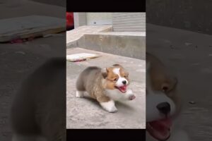 Anak anjing lucu #shorts #viralvideo #funny