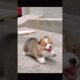 Anak anjing lucu #shorts #viralvideo #funny