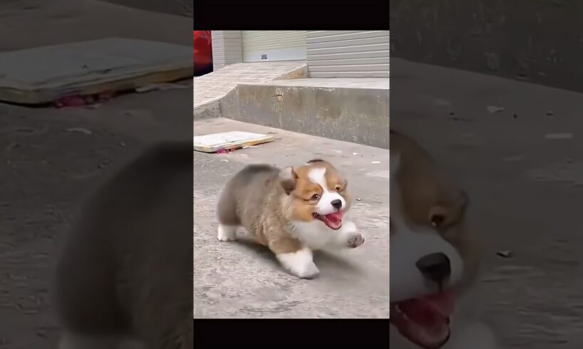 Anak anjing lucu #shorts #viralvideo #funny