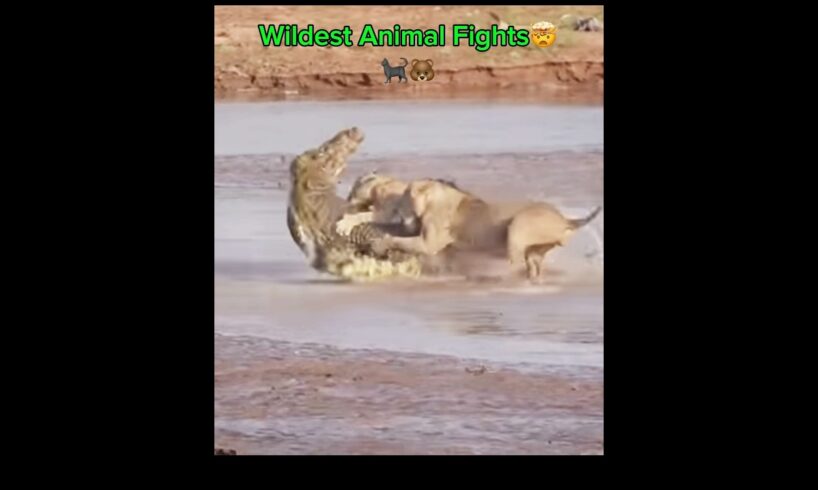 Animal Vs. Animal Brawls😱😳🐻