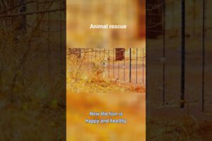 Animal rescue #shorts