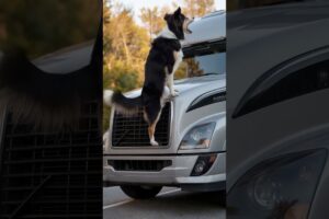 Animals Warning to Humans #animals #rescue #dog