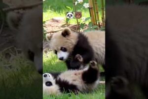 BABY PANDA 🐼 AND BEAR 🐻 PLAYING TOGETHER #cute #animals