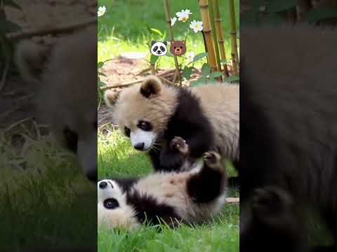BABY PANDA 🐼 AND BEAR 🐻 PLAYING TOGETHER #cute #animals