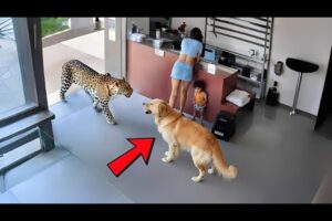 BEST of Hero Animals That Saved Human Lives 2025, You Must See!