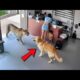 BEST of Hero Animals That Saved Human Lives 2025, You Must See!