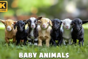 Baby Animals 4K UHD - Capture fun moments of little animals playing with Calming relaxing music
