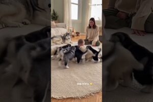 Baby Crawls to 7 Husky Puppies for the Cutest Meet-Up 😍🐾 | #cute #puppies | creatively crafted