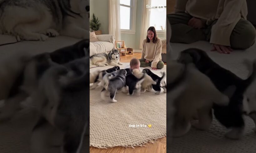 Baby Crawls to 7 Husky Puppies for the Cutest Meet-Up 😍🐾 | #cute #puppies | creatively crafted