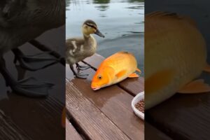 Baby Duck Feeds Fish and Saves One’s Life | Heartwarming Animal Rescue Moment