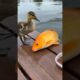 Baby Duck Feeds Fish and Saves One’s Life | Heartwarming Animal Rescue Moment
