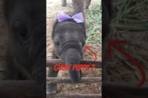 Baby Elephant Has The Cutest Zoomies 😭🐘 #animalfacts #animals  #cute