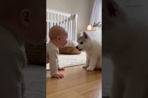 Baby Has the Cutest Conversation with a Puppy! | Adorable Baby and Dog Moment #PuppyTalk #ViralShort