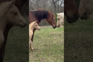 Baby Horse (Prince) Meets The Herd! #shorts #equine #foal #colt #cute