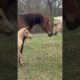 Baby Horse (Prince) Meets The Herd! #shorts #equine #foal #colt #cute
