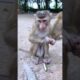 Baby Monkey Cute Face  #prettymonkey #shorts #animals #icy