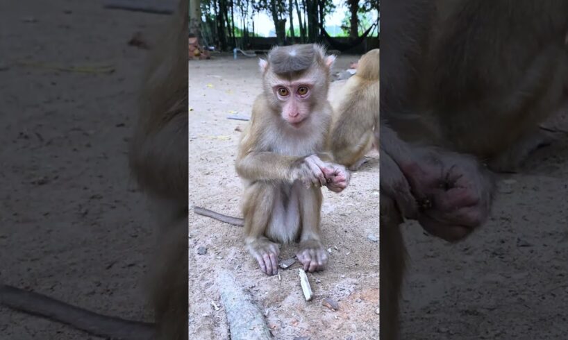 Baby Monkey Cute Face  #prettymonkey #shorts #animals #icy