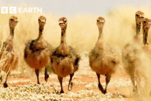 Baby Ostriches try to Survive Desert Heat | Narrated by David Attenborough | Africa | BBC Earth