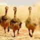 Baby Ostriches try to Survive Desert Heat | Narrated by David Attenborough | Africa | BBC Earth