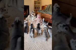 Baby and 7 Great Cute Puppies Bark Together 😂🐾 #cutebaby #dogvideo