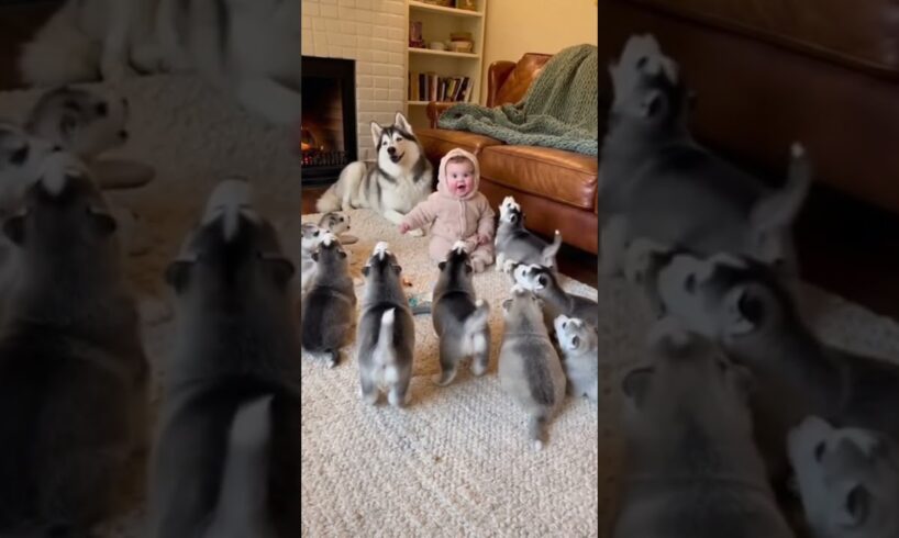Baby and 7 Great Cute Puppies Bark Together 😂🐾 #cutebaby #dogvideo