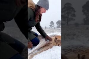 Baby kangaroo rescued from icy road #kangaroo #animals #rescue
