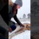 Baby kangaroo rescued from icy road #kangaroo #animals #rescue