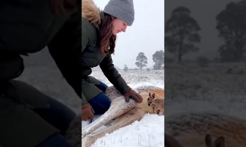 Baby kangaroo rescued from icy road #kangaroo #animals #rescue