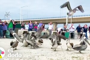 Bandada de pelícanos rescatados son liberados a la naturaleza todos juntos I El Dodo