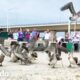 Bandada de pelícanos rescatados son liberados a la naturaleza todos juntos I El Dodo
