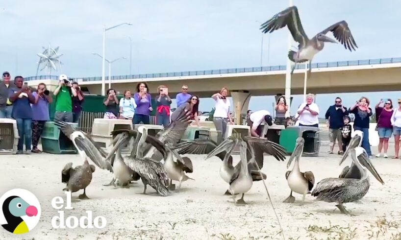 Bandada de pelícanos rescatados son liberados a la naturaleza todos juntos I El Dodo