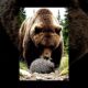 Bear vs. Porcupine: Curiosity Gone WRONG! 😱 (INSTANT REGRET) #animals  #shorts