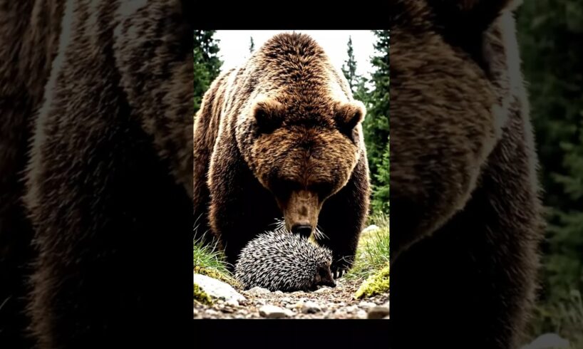 Bear vs. Porcupine: Curiosity Gone WRONG! 😱 (INSTANT REGRET) #animals  #shorts
