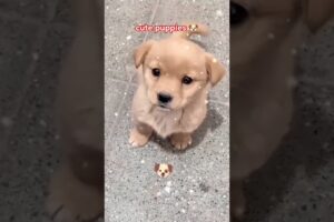 Beautiful puppies 😘💔🐶 #short #trending #pets #puppies #cute #puppy #viral #petlover #love #puppylove