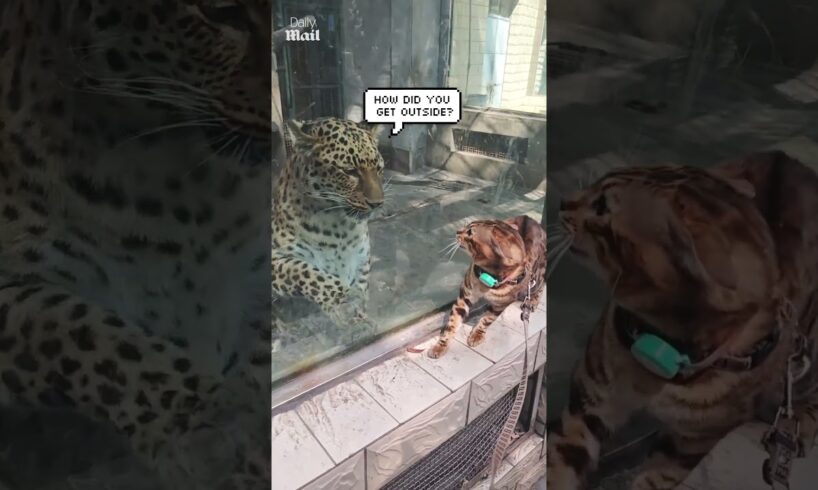 Bengal cat meets a leopard