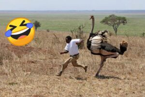 Best Fails of the Week 🤣 | Instant Regret Moments #8