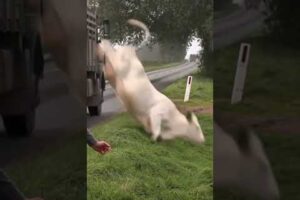 Best Fails of the Week 😂 Try Not to Laugh!#viral #viralvideo #viralshorts2024 #trynottolough