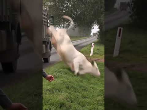 Best Fails of the Week 😂 Try Not to Laugh!#viral #viralvideo #viralshorts2024 #trynottolough