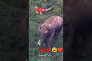 Bheema 💔 lost 😭 tusk in🦣 fight #elephant #bheema #abhimanyu #bhima #wild
