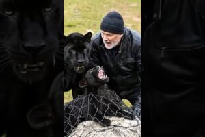 Black Jaguar asks a man to rescue its cub | Heartwarming Animal Rescue